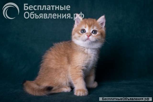 Золотая шиншила