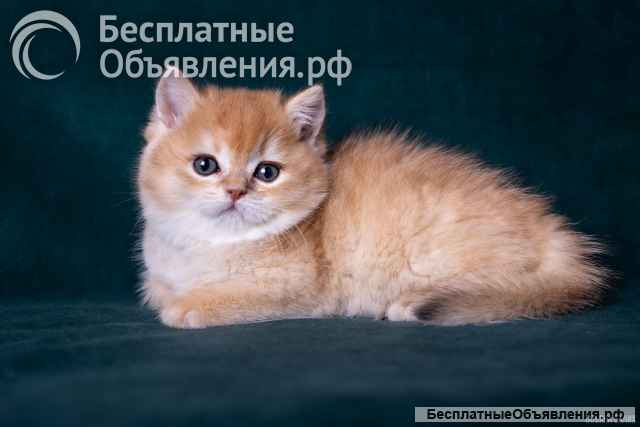 Золотая шиншила