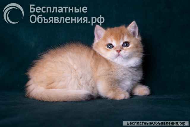 Золотая шиншила