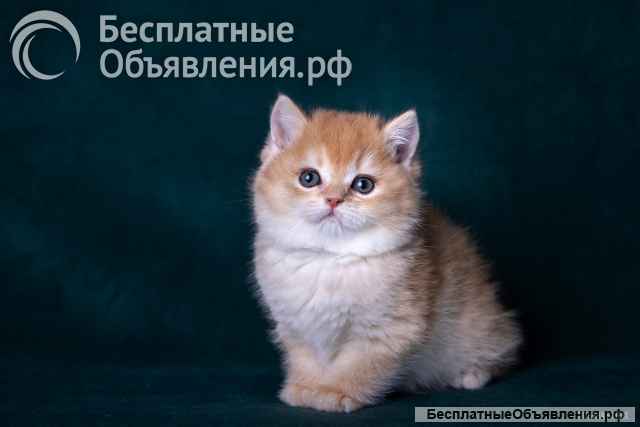 Золотая шиншила