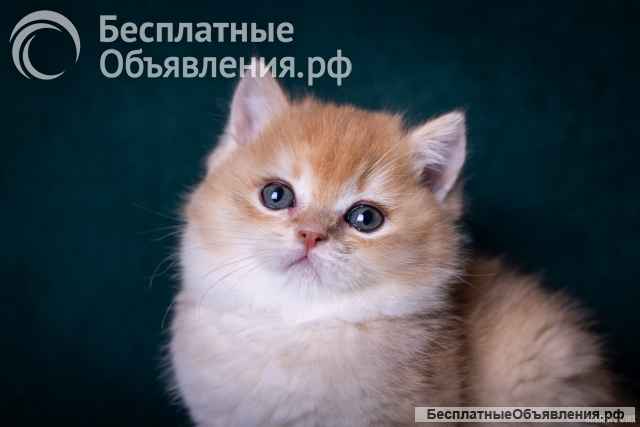 Золотая шиншила