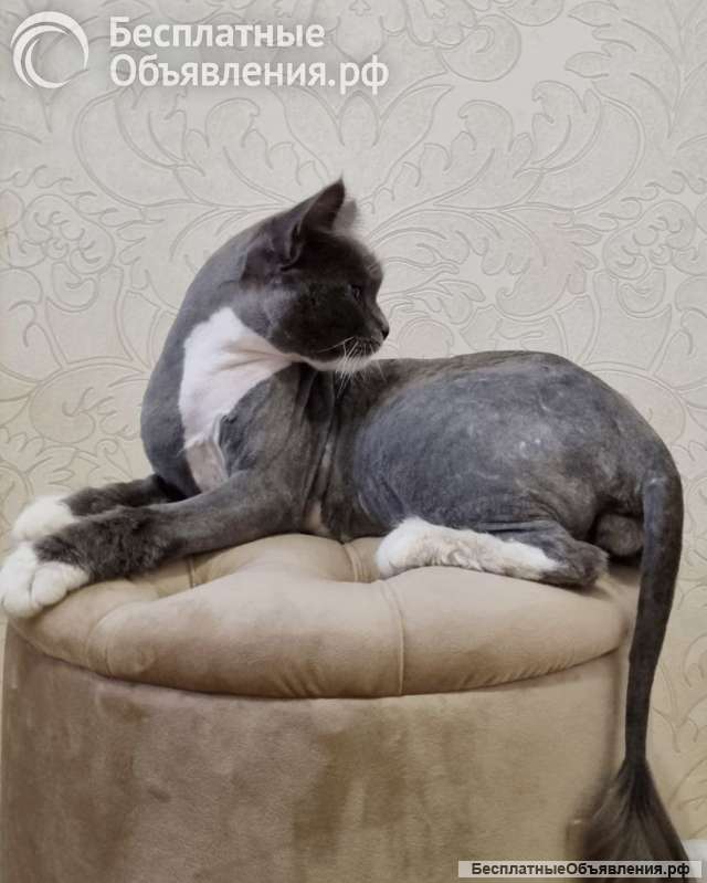 Найдём Тимоше семью