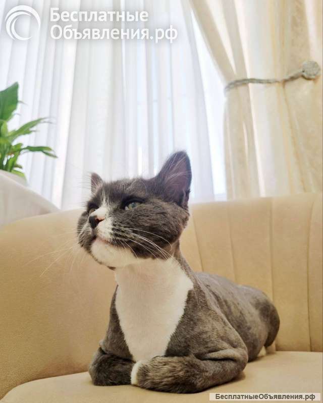 Найдём Тимоше семью