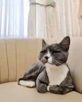 Найдём Тимоше семью