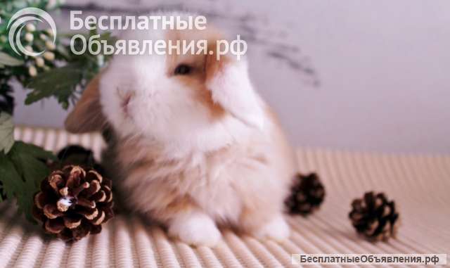 Карликовые вислоухие баранчики для дома и разведения