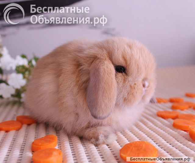 Карликовые вислоухие баранчики для дома и разведения