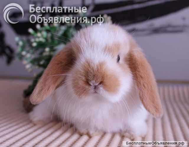 Карликовые вислоухие баранчики для дома и разведения