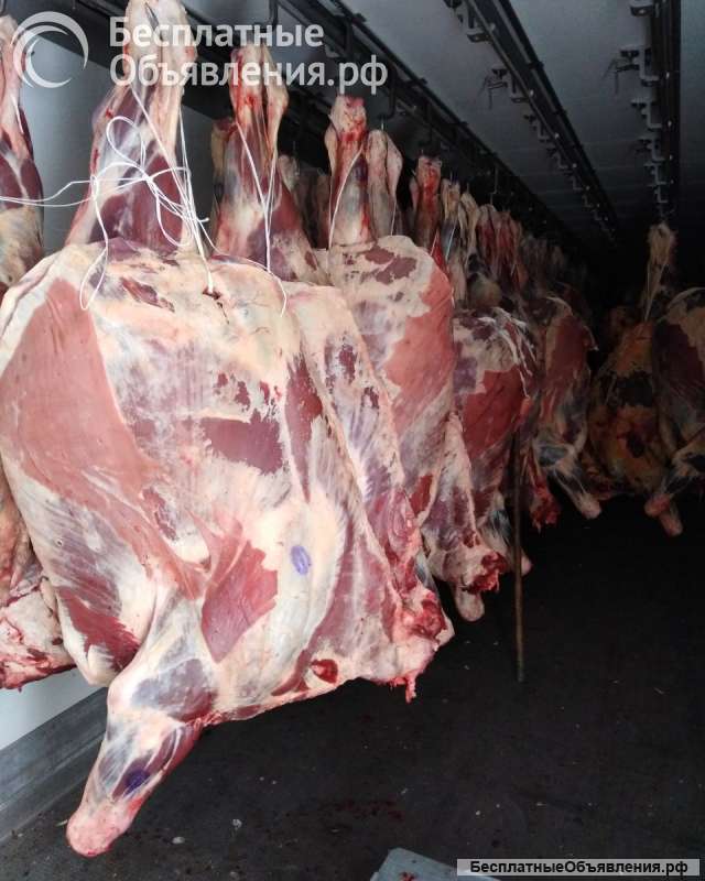 Мясо говядина на кости в четвертинах бык, корова, охлажденная. Свинина(4 компартмент)