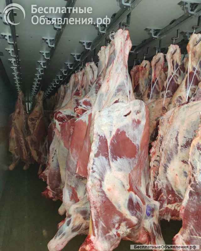 Мясо говядина на кости в четвертинах бык, корова, охлажденная. Свинина(4 компартмент)