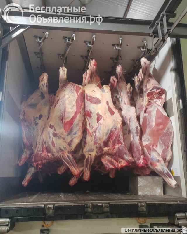 Мясо говядина на кости в четвертинах бык, корова, охлажденная. Свинина(4 компартмент)