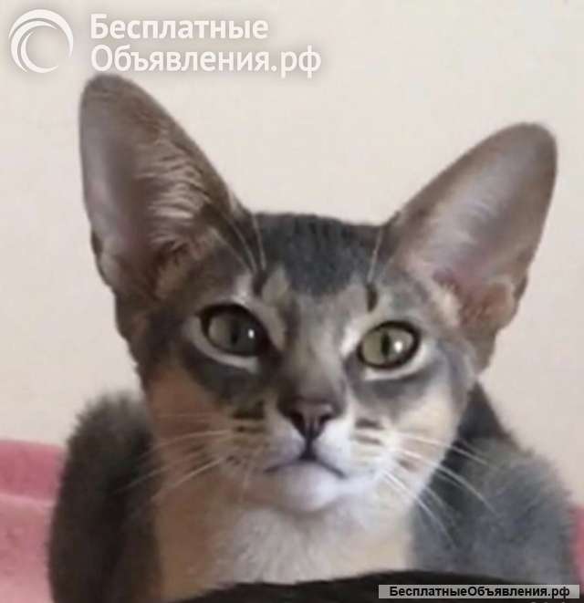Абиссинские котята голубого окраса