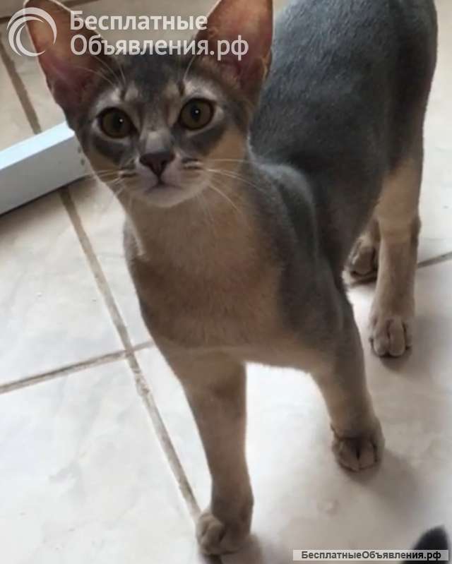 Абиссинские котята голубого окраса