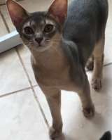 Абиссинские котята голубого окраса