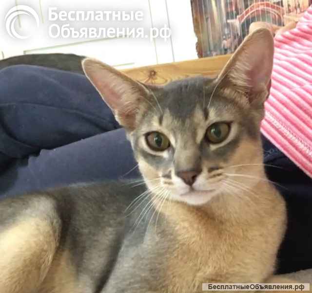 Абиссинские котята голубого окраса