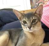 Абиссинские котята голубого окраса