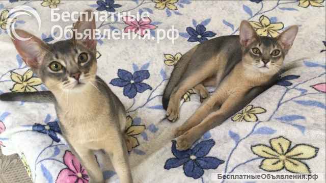 Абиссинские котята голубого окраса