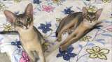 Абиссинские котята голубого окраса