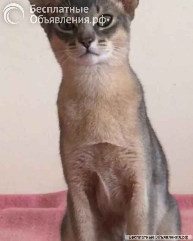 Абиссинские котята голубого окраса