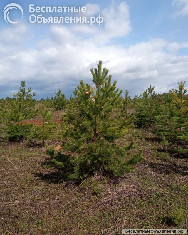 Сосна елка с корнем В ГОРШКЕ