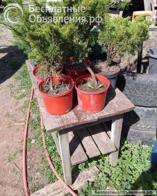 Сосна елка с корнем В ГОРШКЕ