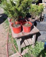 Сосна елка с корнем В ГОРШКЕ