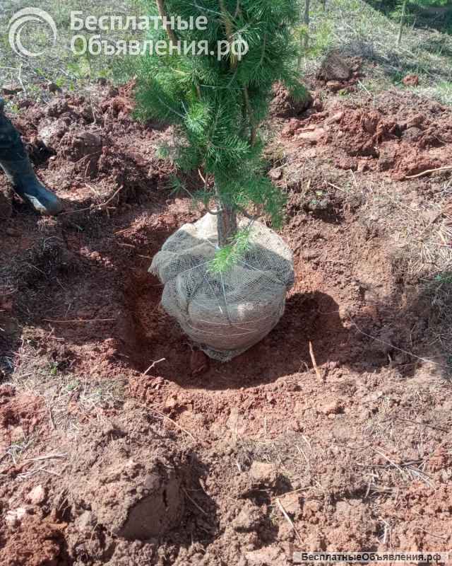 Сосна елка с корнем В ГОРШКЕ