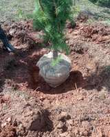 Сосна елка с корнем В ГОРШКЕ