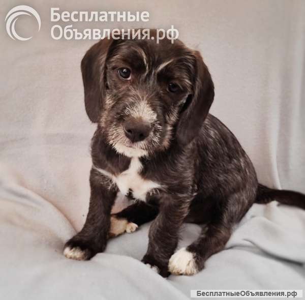 Кроха Джина ищет дом