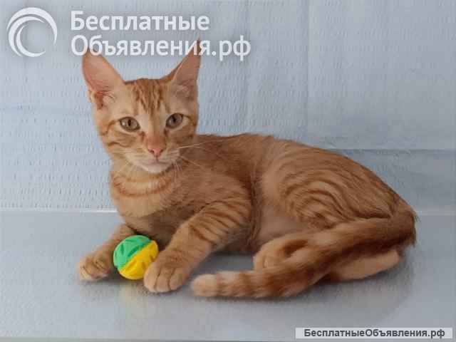 Котята (3,5 мес.) Лёнька и Тигрик в добрые руки.