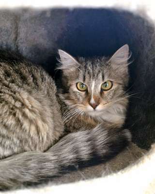 Нежная, трогательная кошечка-подросток Жужа ищет дом