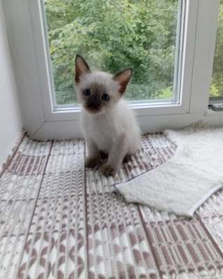 Котята породы меконгский бобтейл