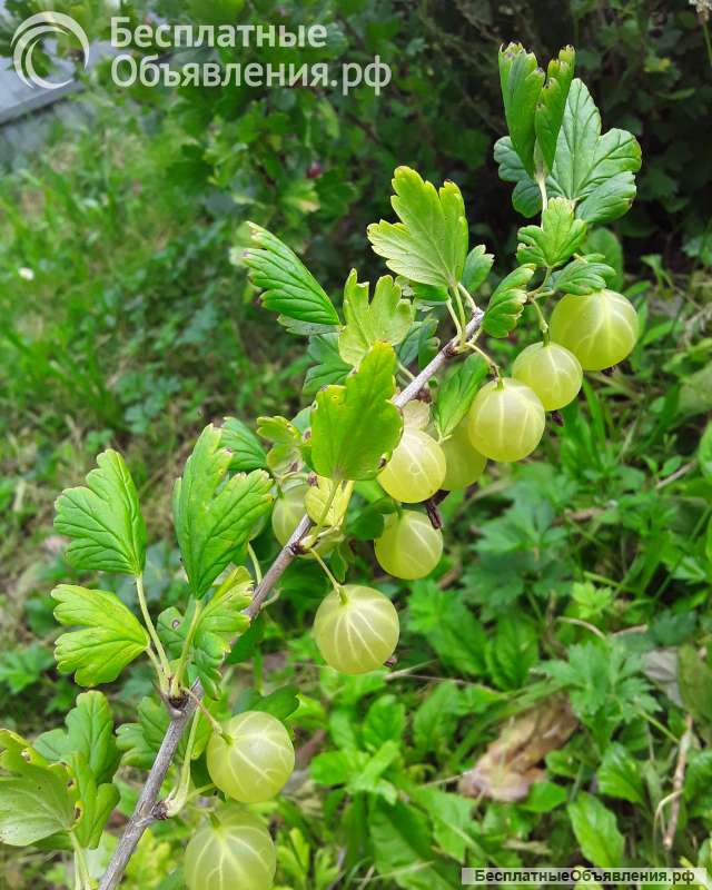 Ягоды крыжовника