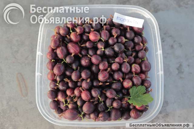 Ягоды крыжовника