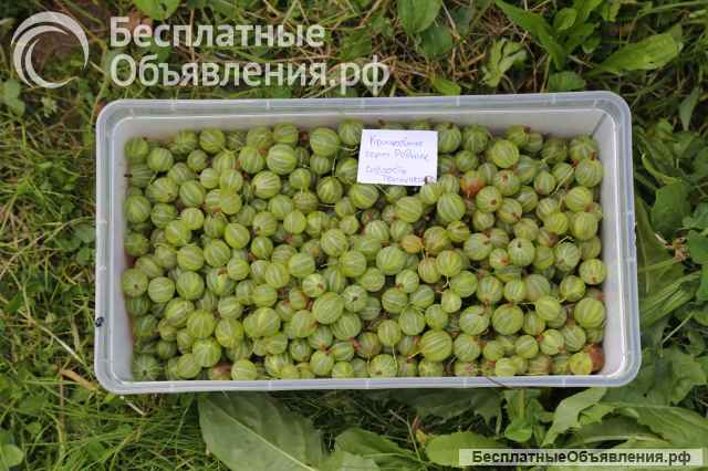 Ягоды крыжовника