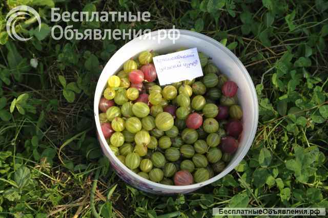 Ягоды крыжовника