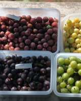 Ягоды крыжовника