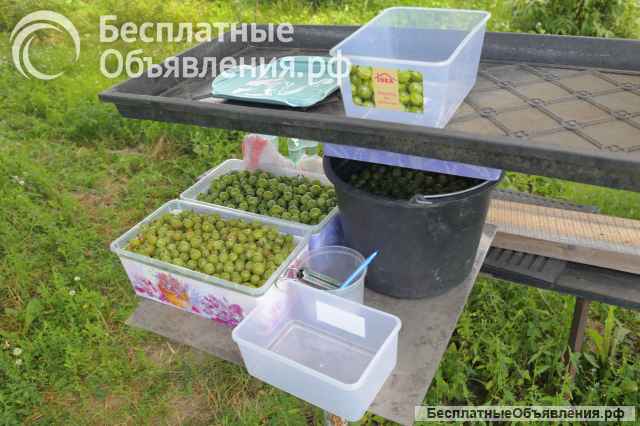 Ягоды крыжовника