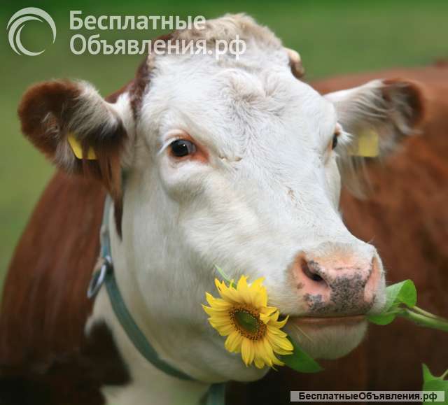 Куплю коров быков