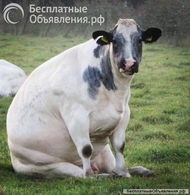 Коровы быки также вынужденно больные