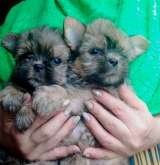 Мини-собачки