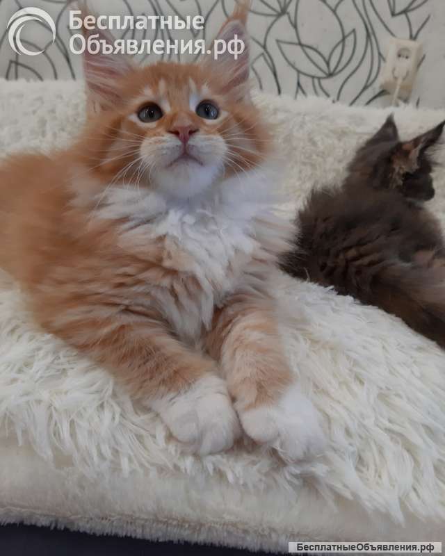 Котята Мейн-кун из питомника
