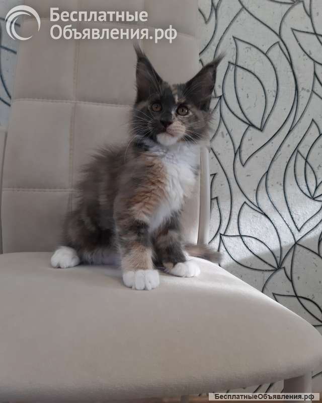 Котята Мейн-кун из питомника