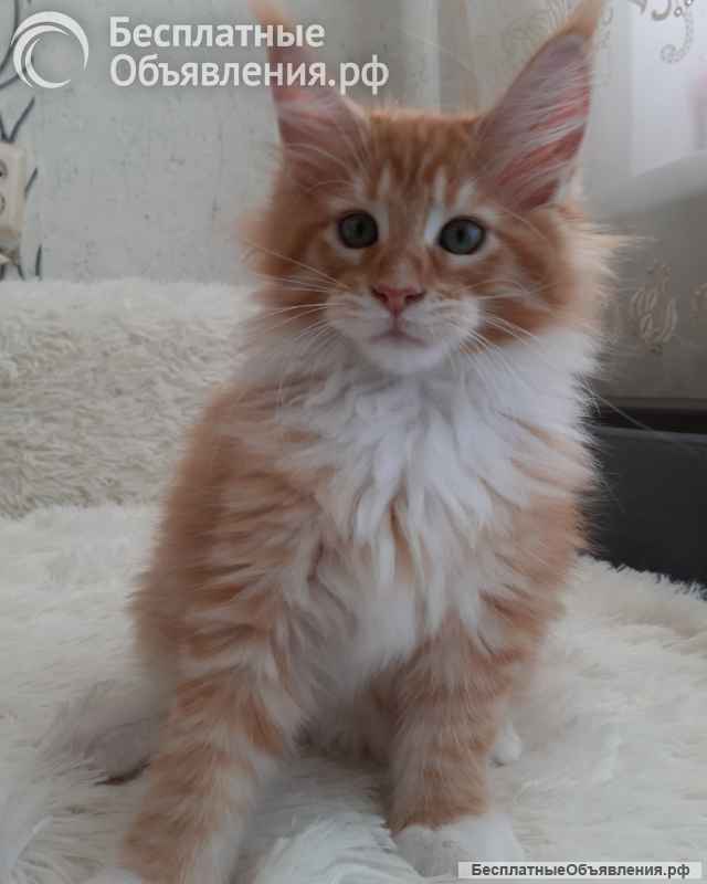 Котята Мейн-кун из питомника