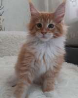 Котята Мейн-кун из питомника