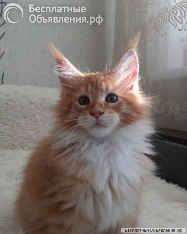 Котята Мейн-кун из питомника