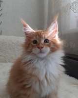 Котята Мейн-кун из питомника