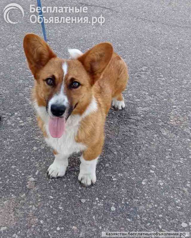 Подрощенные щенки корги кардиган