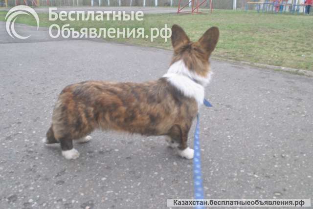 Подрощенные щенки корги кардиган