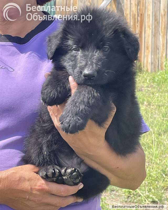 Щенки немецкой овчарки