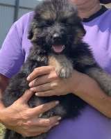 Щенки немецкой овчарки